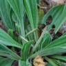 Fotografia 14 da espécie Plantago lanceolata do Jardim Botânico UTAD