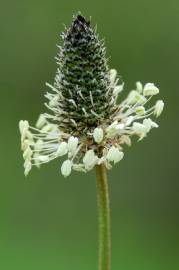 Fotografia da espécie Plantago lanceolata