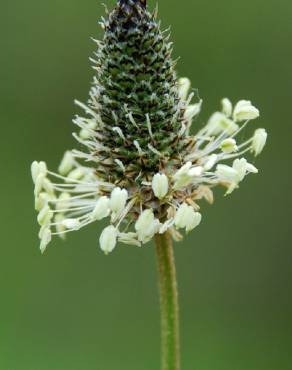 Fotografia 15 da espécie Plantago lanceolata no Jardim Botânico UTAD