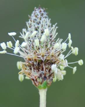 Fotografia 16 da espécie Plantago lanceolata no Jardim Botânico UTAD