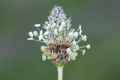 Fotografia da espécie Plantago lanceolata