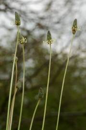 Fotografia da espécie Plantago lanceolata