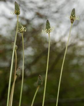 Fotografia 17 da espécie Plantago lanceolata no Jardim Botânico UTAD