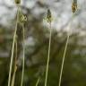 Fotografia 17 da espécie Plantago lanceolata do Jardim Botânico UTAD