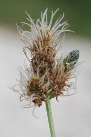 Fotografia da espécie Plantago lanceolata