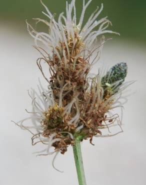 Fotografia 18 da espécie Plantago lanceolata no Jardim Botânico UTAD
