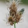 Fotografia 18 da espécie Plantago lanceolata do Jardim Botânico UTAD