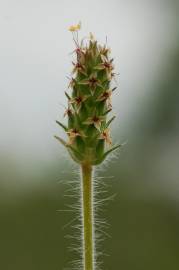 Fotografia da espécie Plantago bellardii