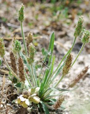 Fotografia 3 da espécie Plantago bellardii no Jardim Botânico UTAD