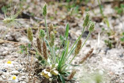 Fotografia da espécie Plantago bellardii