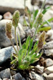 Fotografia da espécie Plantago bellardii