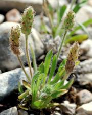 Fotografia da espécie Plantago bellardii