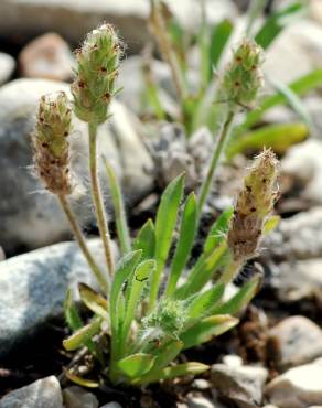 Fotografia 1 da espécie Plantago bellardii no Jardim Botânico UTAD