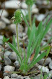 Fotografia da espécie Plantago bellardii