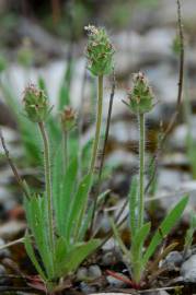 Fotografia da espécie Plantago bellardii