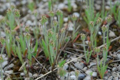 Fotografia da espécie Plantago bellardii