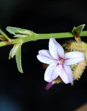 Fotografia 3 da espécie Plumbago europaea no Jardim Botânico UTAD