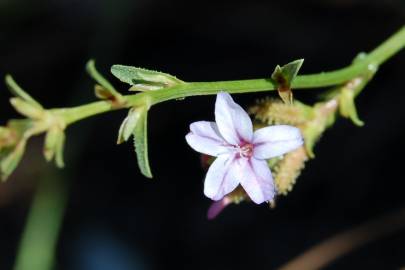 Fotografia da espécie Plumbago europaea