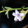 Fotografia 3 da espécie Plumbago europaea do Jardim Botânico UTAD