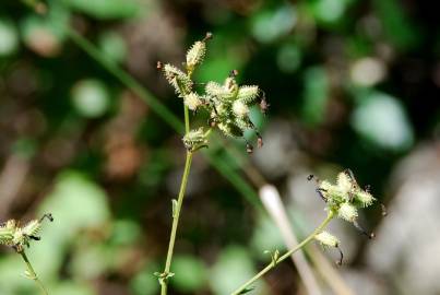 Fotografia da espécie Plumbago europaea