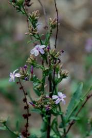 Fotografia da espécie Plumbago europaea