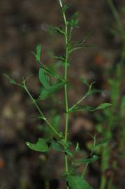 Fotografia da espécie Plumbago europaea