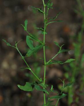 Fotografia 6 da espécie Plumbago europaea no Jardim Botânico UTAD