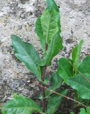 Fotografia 8 da espécie Plumbago europaea no Jardim Botânico UTAD