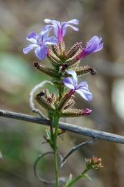 Fotografia da espécie Plumbago europaea