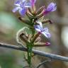 Fotografia 10 da espécie Plumbago europaea do Jardim Botânico UTAD