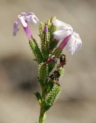 Plumbago europaea