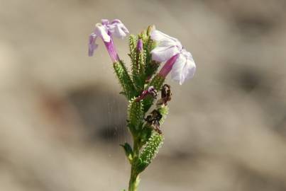 Fotografia da espécie Plumbago europaea