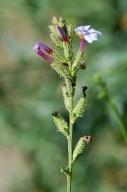 Fotografia da espécie Plumbago europaea