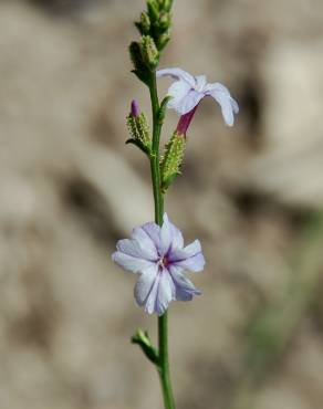 Fotografia 12 da espécie Plumbago europaea no Jardim Botânico UTAD