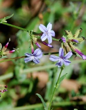 Fotografia 14 da espécie Plumbago europaea no Jardim Botânico UTAD