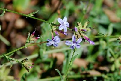 Fotografia da espécie Plumbago europaea