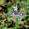 Fotografia 14 da espécie Plumbago europaea do Jardim Botânico UTAD