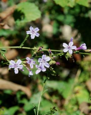 Fotografia 15 da espécie Plumbago europaea no Jardim Botânico UTAD