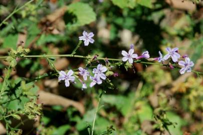 Fotografia da espécie Plumbago europaea