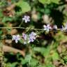 Fotografia 15 da espécie Plumbago europaea do Jardim Botânico UTAD