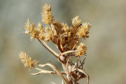 Fotografia da espécie Plantago afra