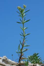 Fotografia da espécie Plantago afra