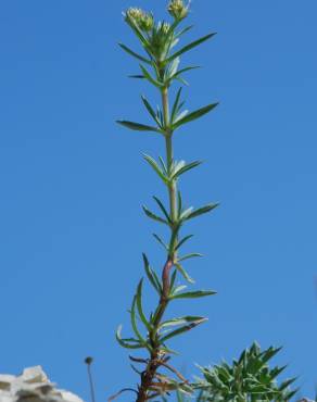 Fotografia 9 da espécie Plantago afra no Jardim Botânico UTAD