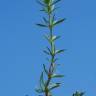 Fotografia 9 da espécie Plantago afra do Jardim Botânico UTAD