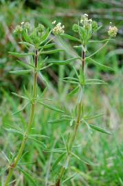 Fotografia da espécie Plantago afra