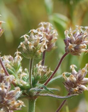 Fotografia 12 da espécie Plantago afra no Jardim Botânico UTAD