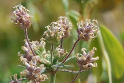 Fotografia da espécie Plantago afra