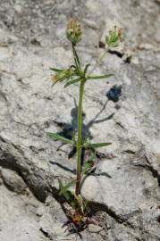 Fotografia da espécie Plantago afra