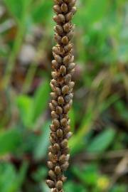 Fotografia da espécie Plantago major