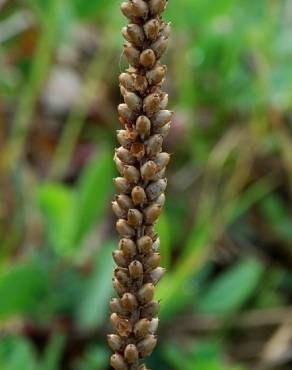 Fotografia 10 da espécie Plantago major no Jardim Botânico UTAD